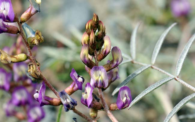 Purple flowers with shades of pink; Astragalus arizonicus, Arizona Milkvetch, Southwest Desert Flora Astragalus arizonicus, Arizona Milkvetch, Southwest Desert Flora